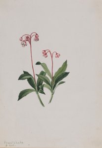 Westelijke pipsissewa (Chimaphila umbellata)