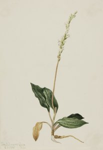 Westelijke ratelslang weegbree (Peranium decipiens)