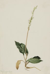 Westelijke ratelslang orchidee Peranium decipiens, 1905