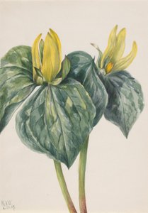 Regenwulp (Trillium hugeri) door Mary Vaux Walcott