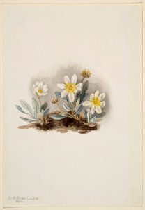 White Dryad (Dryas octopetala)