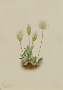 White Dryad (Dryas octopetala) door Mary Vaux Walcott