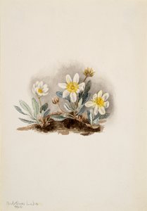 Witte dryade Dryas octopetala door Mary Vaux Walcott