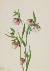 Witte feeënlantaarn (Calochortus albus) door Mary Vaux Walcott
