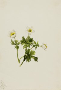 Witte zonnehoed (Trollius albiflorus) door Mary Vaux Walcott