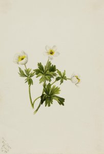 Witte globebloem Trollius albiflorus, 1899 door Mary Vaux Walcott