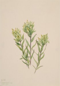 Witte Indiase penseel Castilleja occidentalis