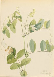 Witte erwt (Lathyrus ochroleucus)