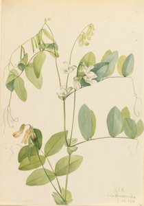 Witte Peul Lathyrus ochroleucus, 1920 door Mary Vaux Walcott