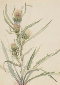 Witte distel (Cirsium hookeranum)