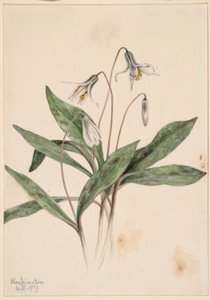 Witte Forellenlelie (Erythronium albidum) door Mary Vaux Walcott