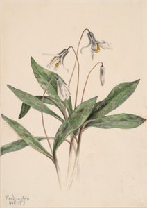Witte forellelie Erythronium albidum (1919)