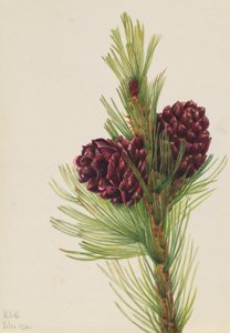 Pijnboom (Pinus albicaulis) door Mary Vaux Walcott
