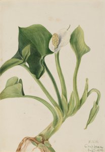 Wilde Calla (Calla palustris) door Mary Vaux Walcott
