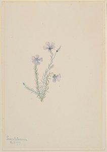 Wilde vlas (Linum lewisii) door Mary Vaux Walcott