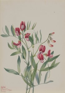 Wilde erwt Lathyrus decaphyllus, 1938 door Mary Vaux Walcott