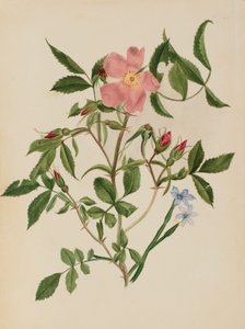 Wilde Roos en Blauwooggras Rosa soorten en Sisyrinchium soorten, n.d. door Mary Vaux Walcott