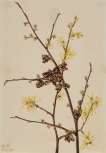 Toverhazelaar (Hamamelis virginiana) door Mary Vaux Walcott