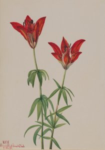 Boslelie (Lilium philadelphicum)