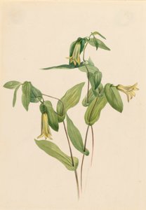 Hout Merrybells Uvularia perfoliata door Mary Vaux Walcott