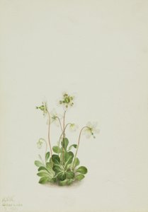 Bosnimf (Moneses uniflora)