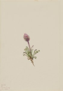 Woolly Fleabane (Erigeron lanatus)