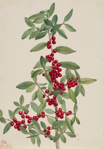 Yaupon Ilex vomitoria, 1926 door Mary Vaux Walcott