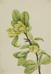 Gele komkommerboom (Magnolia cordata)