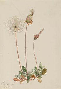 Gele Dryade (fruit) (Dryas drummondii)