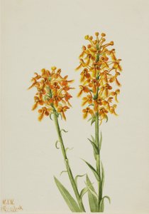 Gele Franje Orchidee (Habenaria ciliaris) door Mary Vaux Walcott