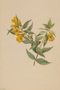 Gele Jasmijn Gelsemium sempervirens, 1905 door Mary Vaux Walcott