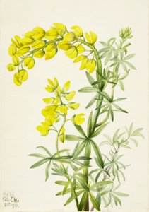 Gele lupine (Lupinis arboreus) door Mary Vaux Walcott
