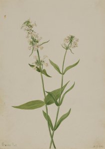 Yellow Pentstemon (Pentstemon confertus)