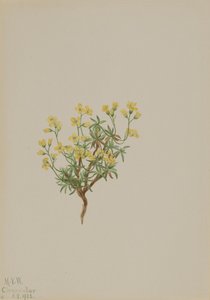 Gele wilgen gras door Mary Vaux Walcott