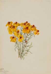 Zinnia (Zinnia grandiflora)