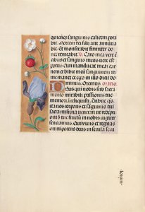 Getijdenboek van Isabella de Katholieke, Koningin van Spanje: Fol. 46v, ca. 1500