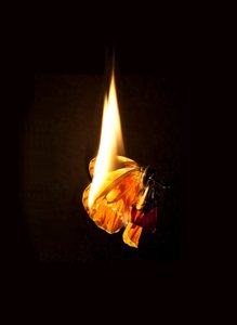 Brandende vlinder 17, 2013 (Lambda print) door Mat Collishaw