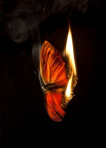 Brandende vlinder 2, 2013 (Lambda print) door Mat Collishaw