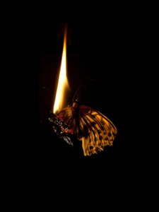 Brandende vlinder 6, 2013 (Lambda print) door Mat Collishaw