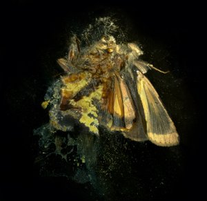 Insecticide 12, 2006 (C-type foto) door Mat Collishaw