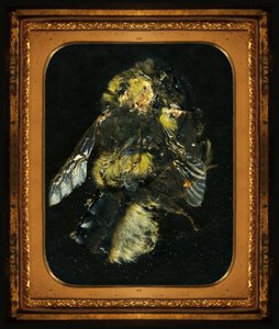 Insecticide 2, 2006 (C-type foto) door Mat Collishaw
