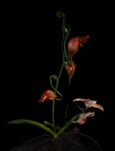 Venale Muze, Lafage, 2012 (Hars, emailverf, hout, glas, staal) door Mat Collishaw