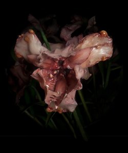 Venale Muze, Viridor, 2012 (Hars, emailverf, hout, glas, staal) door Mat Collishaw