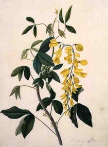 Laburnum Anagyroides