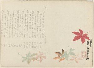 Japanse esdoorn