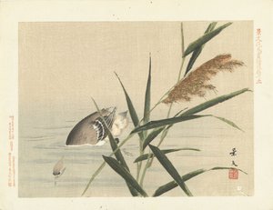 Duikende eend bij riet (serie titel)