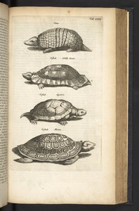 Tab LXXX, Schildpadden, Illustratie uit 