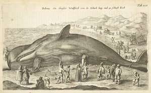 Tab XLII, Walvis, Illustratie uit 