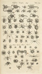 Tab XVIII, Scorpiones terrestres en Arachniden, Illustratie uit 