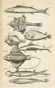 Tab XXXIX, Vissoorten, Illustratie uit 